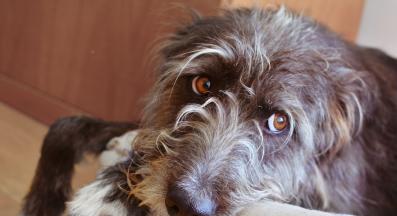 куче объркано