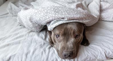 куче одеяло