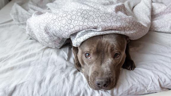 Могат ли кучетата да дишат, когато спят под одеялото ни?