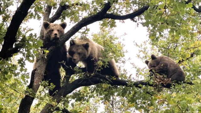 Предизвикателство: Спасителен отряд пази мечките от хората (ВИДЕО)