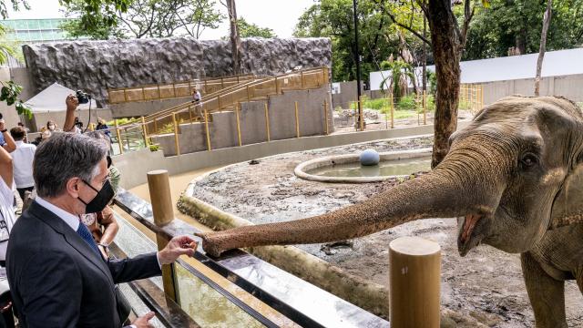 Почина самотната филипинска слоница Мали, сред чиито поддръжници беше Пол Маккартни (ВИДЕО)