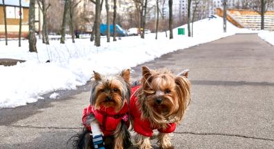 Йоркширски териер