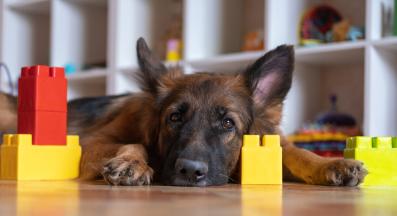 Немска овчарка