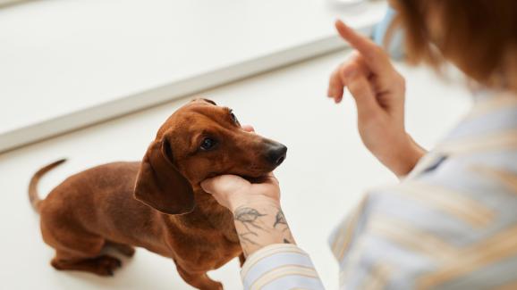 Как да успокоите кучето си: 8 метода, които работят