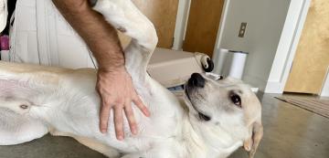 Защо кучето се качва на ръката ви