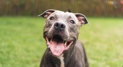 куче щастливо