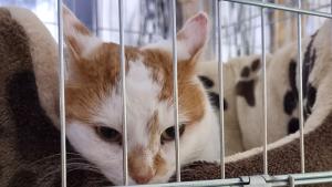 Изложба на бездомни котки спасени и излекувани от сдружение Германо българска