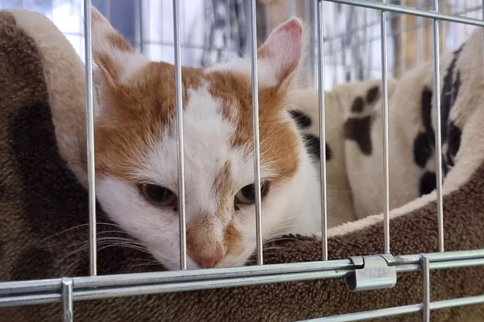 Изложба на бездомни котки, спасени и излекувани от сдружение Германо-българска