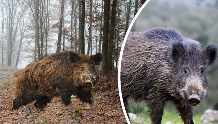 глиган - ХАКУНА МАТАТА: Диви прасета тероризират столичен квартал (ВИДЕО)