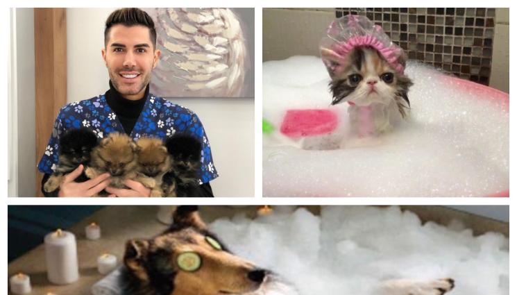 животни - Колко често трябва да къпем домашните любимци?