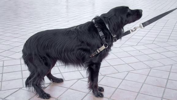 4 най-чести причини защо кучето подвива опашка
