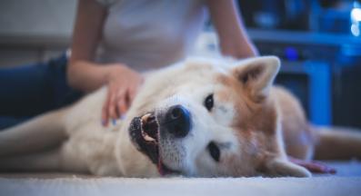 куче успокоение