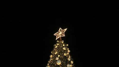 коледна елха софия