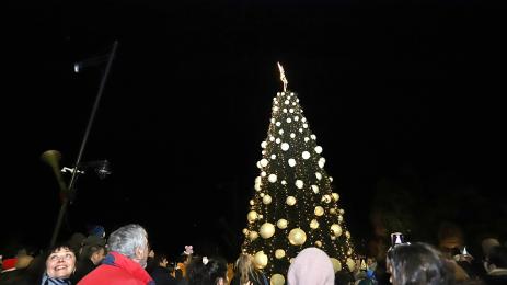 коледна елха софия