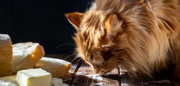 Могат ли котките да консумират сирене и кашкавал