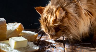 котка и сирене