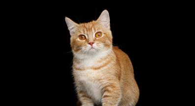 котка Манчкин