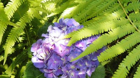 Перунов цвят