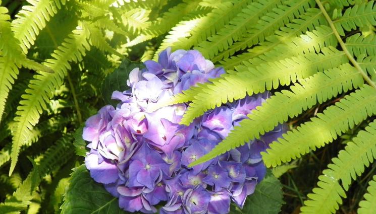 Перунов цвят - Агро Телеграф: Перунов цвят – издръжлив, силен и търпелив