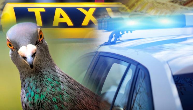 такси гълъб полиция - ВЛАСТЕЛИНЪТ НА ПЪТИЩАТА: Закопчаха бакшиш, размазал нарочно гълъб