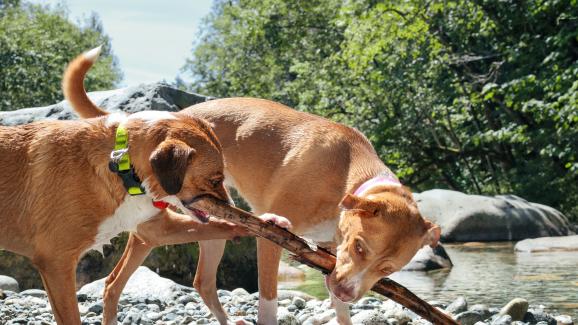 7 породи кучета, които се разбират с Питбули
