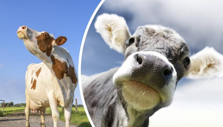 крава - ЖЕСТОКОСТ: Рецидивист преби теле – чупи му челюст и ребра!