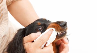 куче зъби почистване