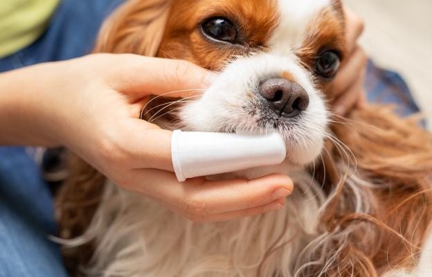 куче зъби почистване