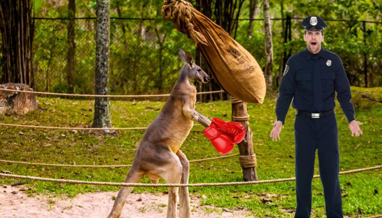 кенгуру - ТЕГЛИ МУ ЗДРАВ КЮТЕК: Кенгуру бушонира полицай! (СНИМКА+ВИДЕО)