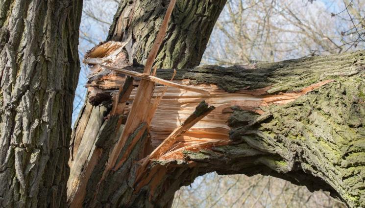 счупен клон - МАЛКИЯТ ДЯВОЛ: Дърво се стовари върху мъж