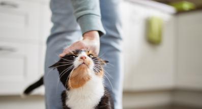 поздрав на котка