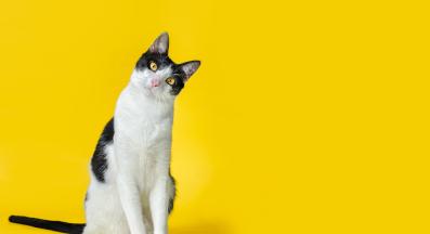 котка в близък план