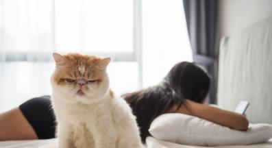 котка и стопанка в легло