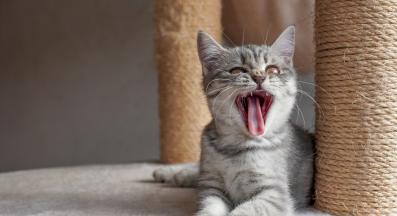 котка и драскалка