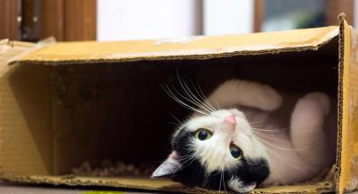 котка се крие