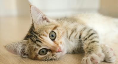 котка в приют