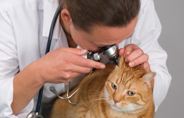 котка на преглед при ветеринар