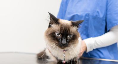котка на преглед при ветеринар