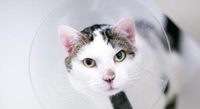 котка с медицинска яка