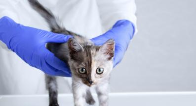 коте при ветеринар