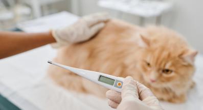 измерване на темпераура на котка