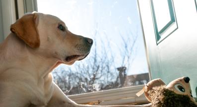 куче само вкъщи