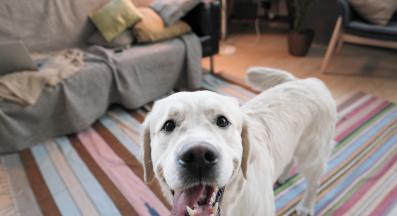 куче само вкъщи