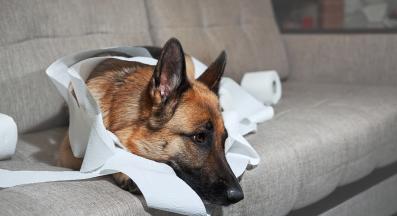 куче само вкъщи