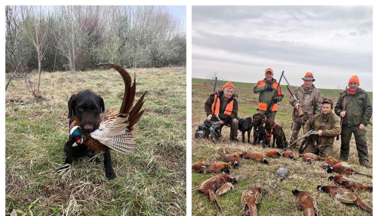 лов - В Брест стрелят само по мъжки фазани, гордеят се с кучетата си