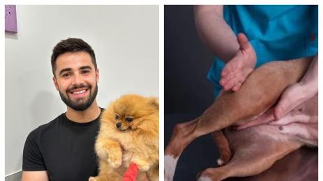 домашни любимци