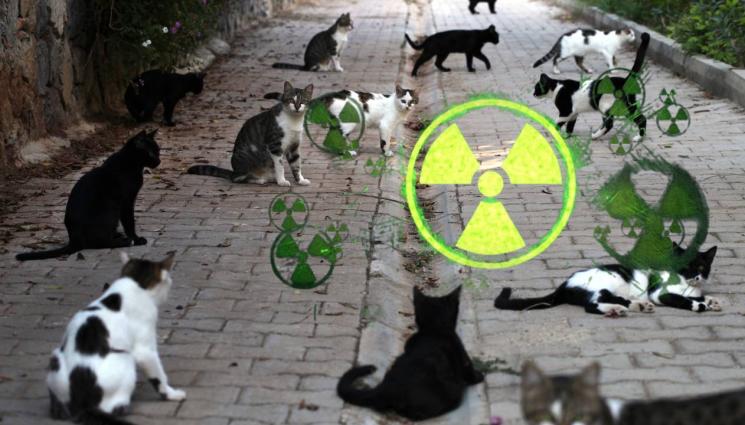 котки - САМО ТОВА ЛИПСВАШЕ: Радиоактивни котки обикалят улиците