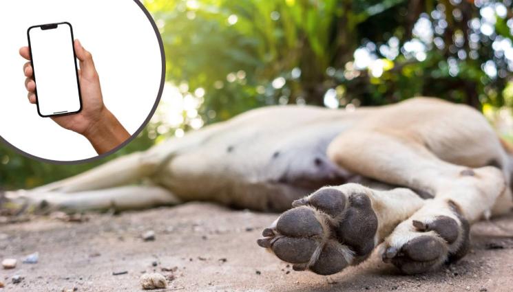 куче - Бойкотират известен зимен курорт заради убийство на куче