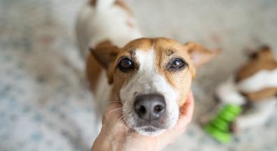 Джак Ръсел териер