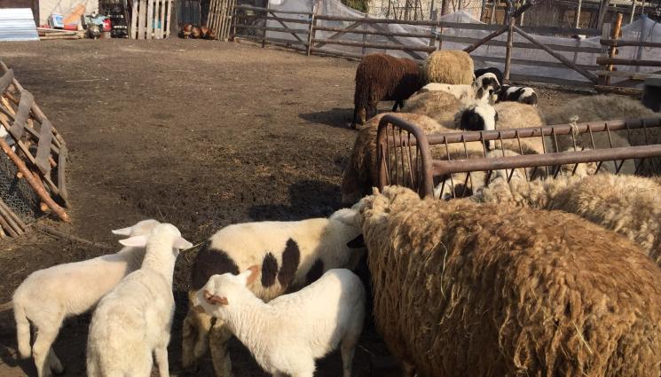 овца - Агро Телеграф: Вълната - враг на мухъл, плесени и алергени